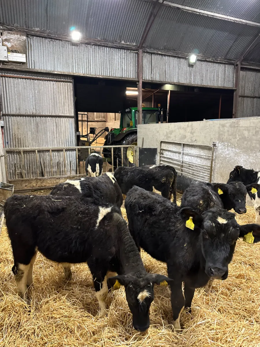 Friesian bulls - Image 1