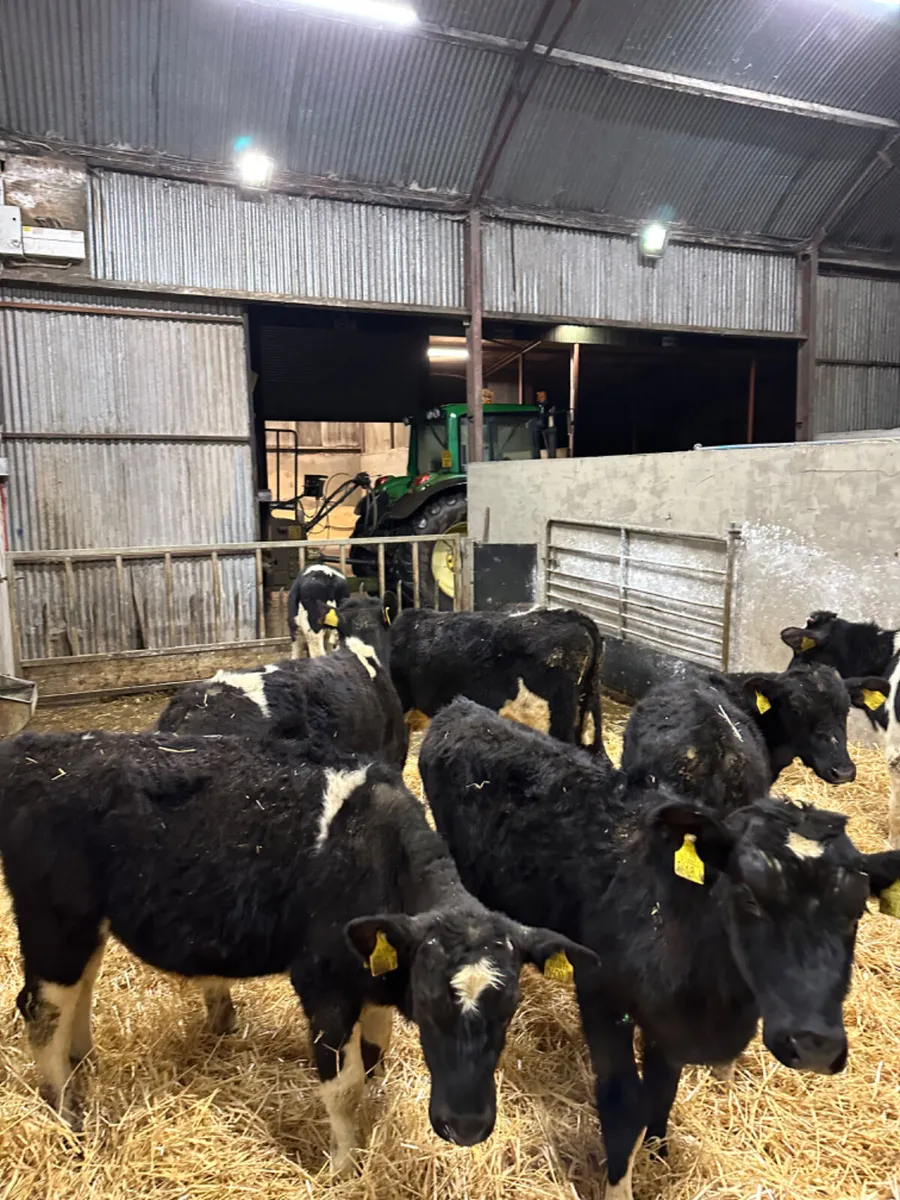 Friesian bulls - Image 2