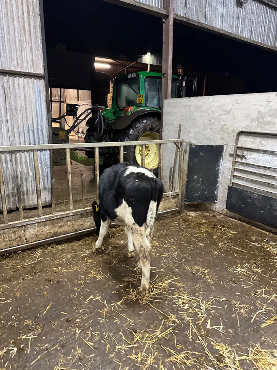 Friesian bulls - Image 4