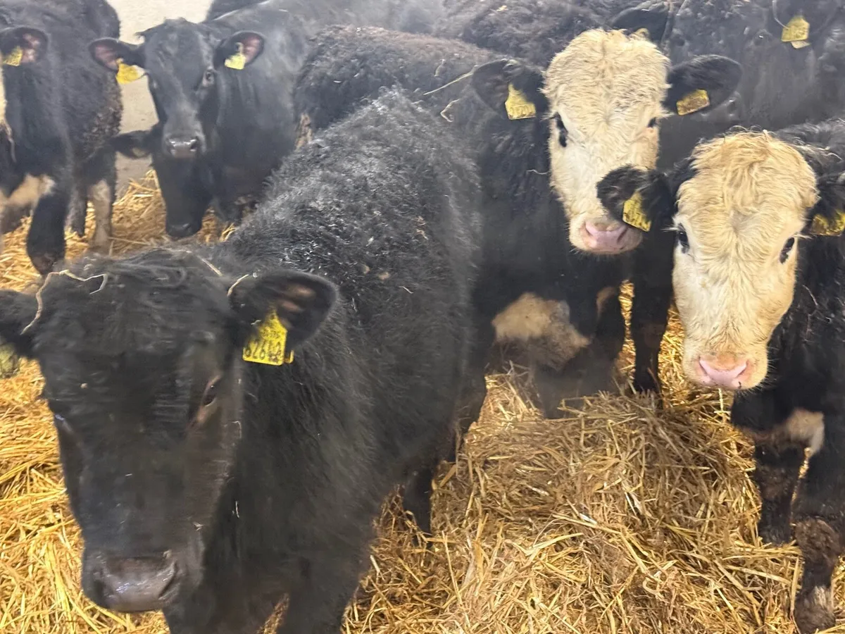 8 HEREFORD & ANGUS BULLOCKS (250 KGS ) - Image 3