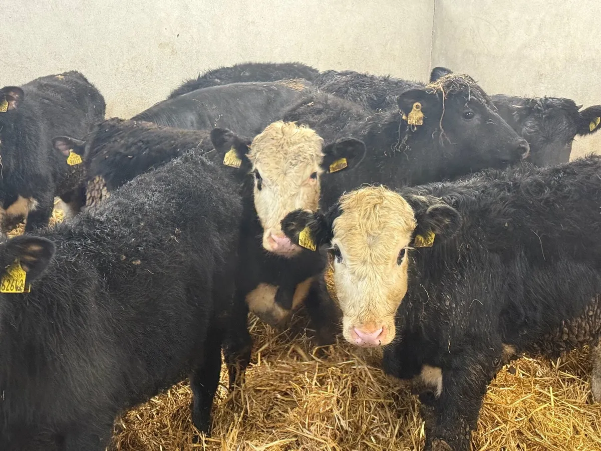 8 HEREFORD & ANGUS BULLOCKS (250 KGS ) - Image 1