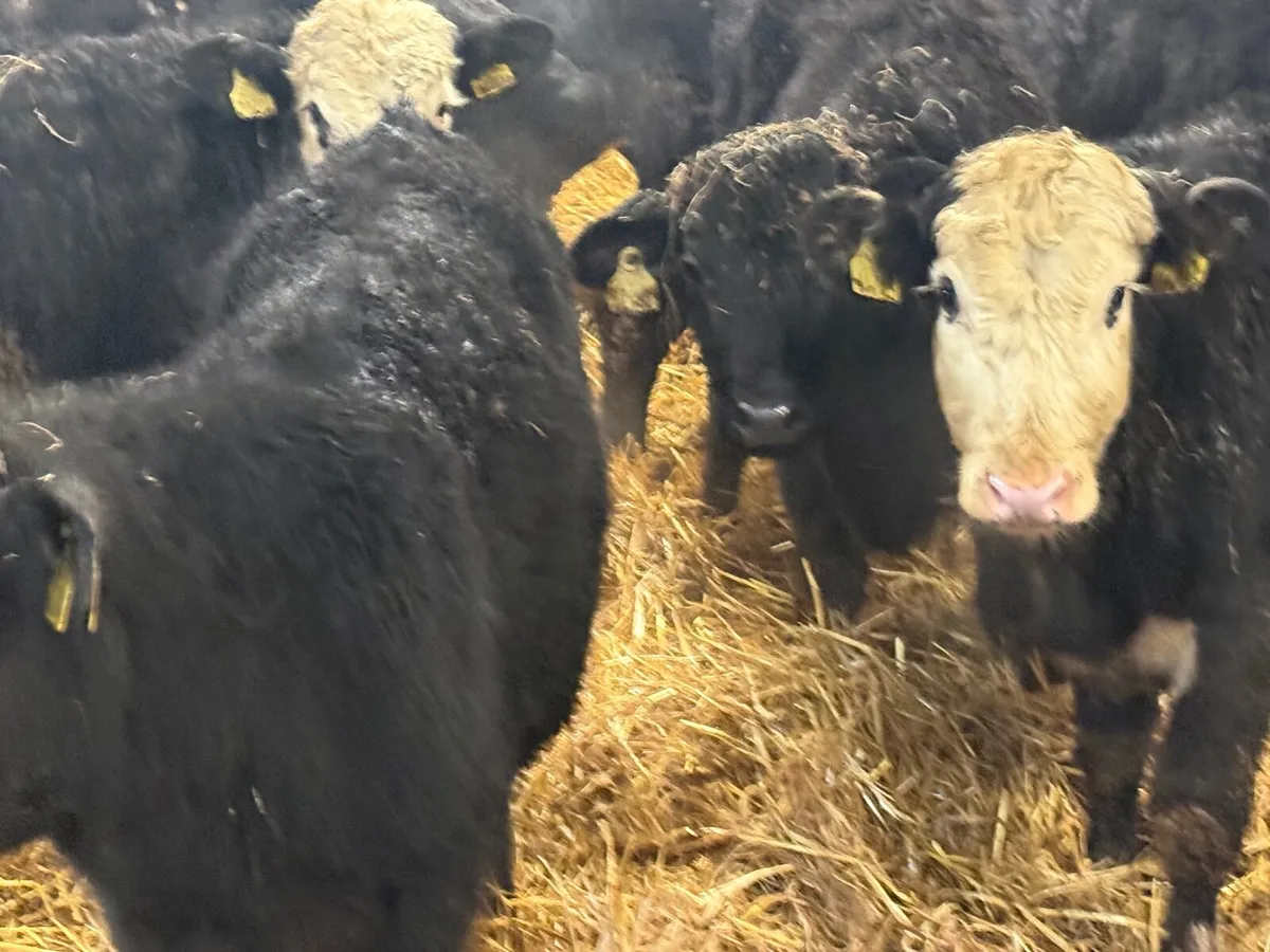 8 HEREFORD & ANGUS BULLOCKS (250 KGS ) - Image 2