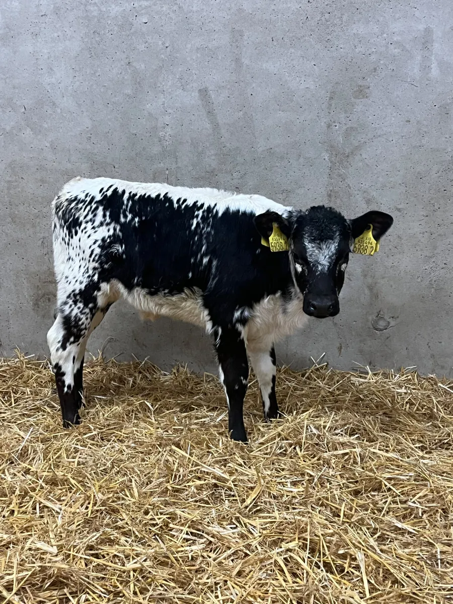 Speckled Park Heifer Calf - Image 1