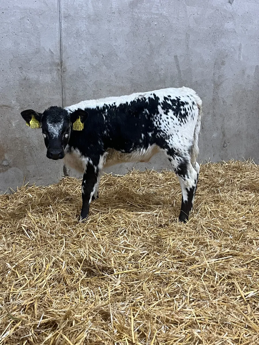Speckled Park Heifer Calf - Image 2