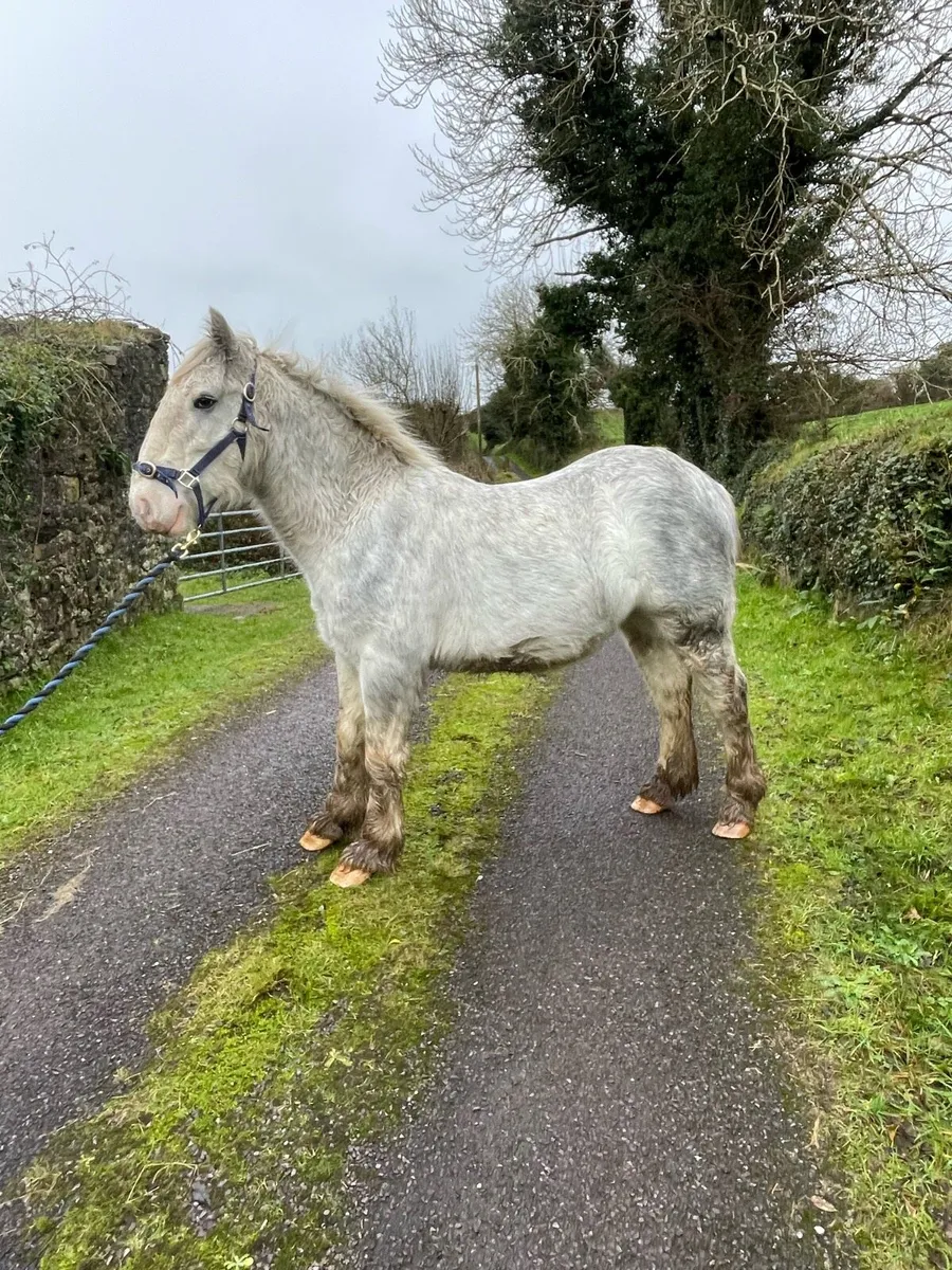 2 year old cob colt - Image 2