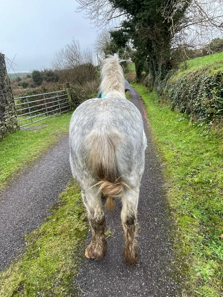 2 year old cob colt - Image 3