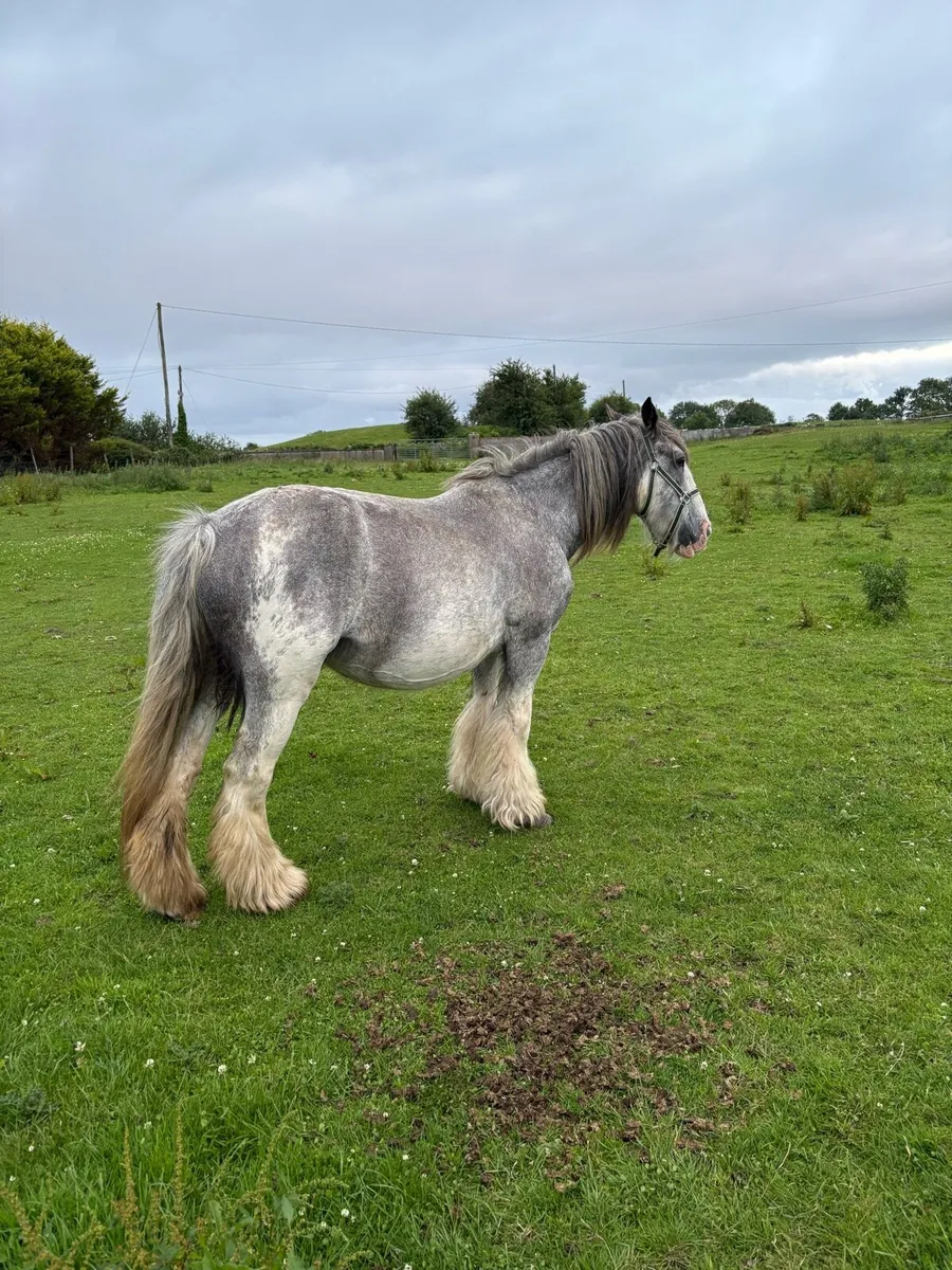 2 year old cob colt - Image 4