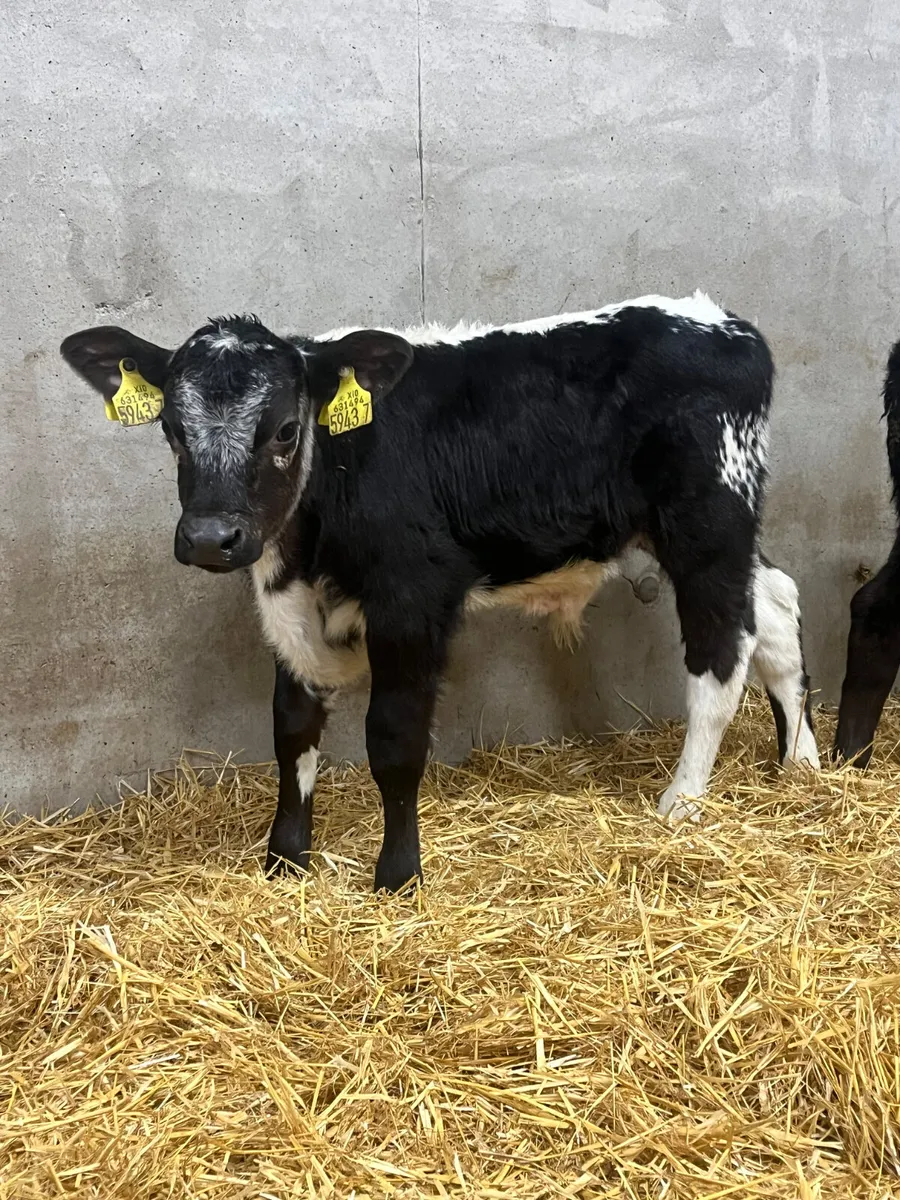 8 Bull Calves - Image 2