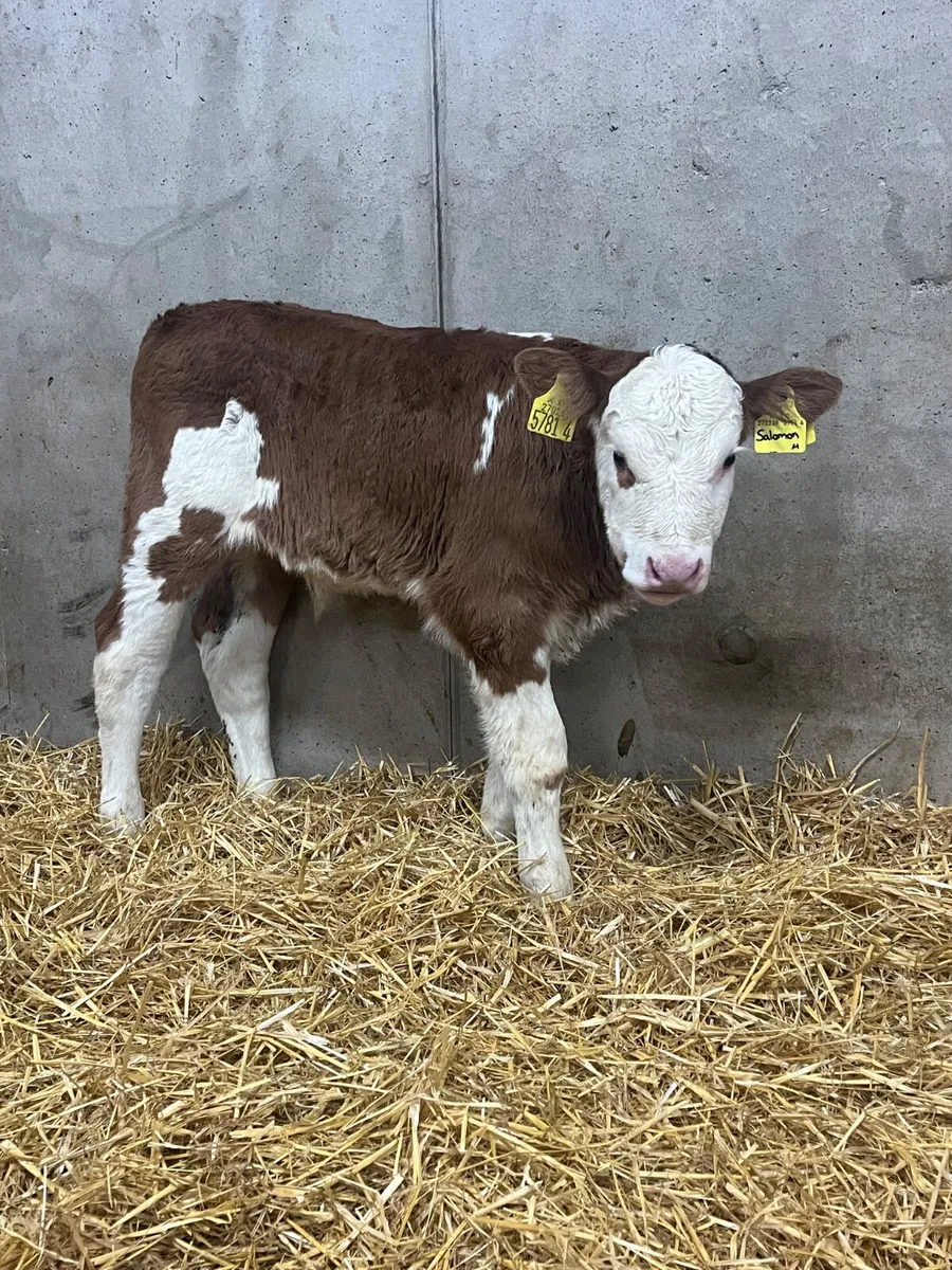 8 Bull Calves - Image 1