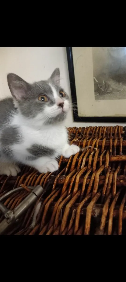 PERSIAN X BRITISH LONG HAIR  MALE - Image 4