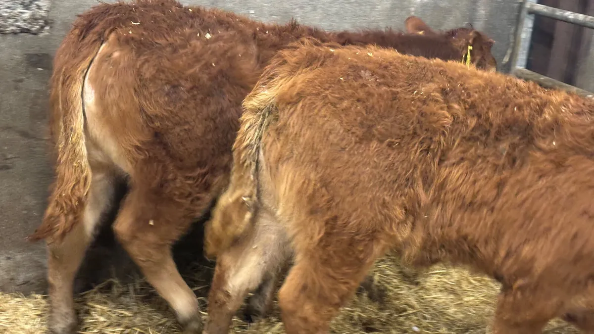 2 Super Red Limousin Bull Wealings - Image 4