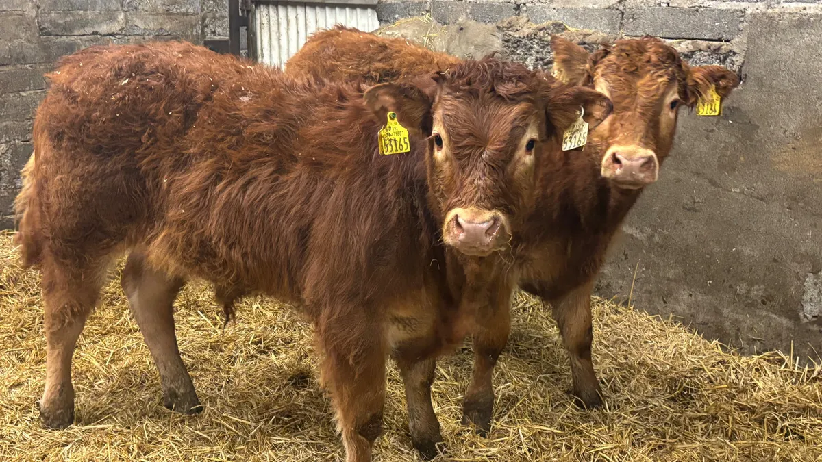 2 Super Red Limousin Bull Wealings - Image 3