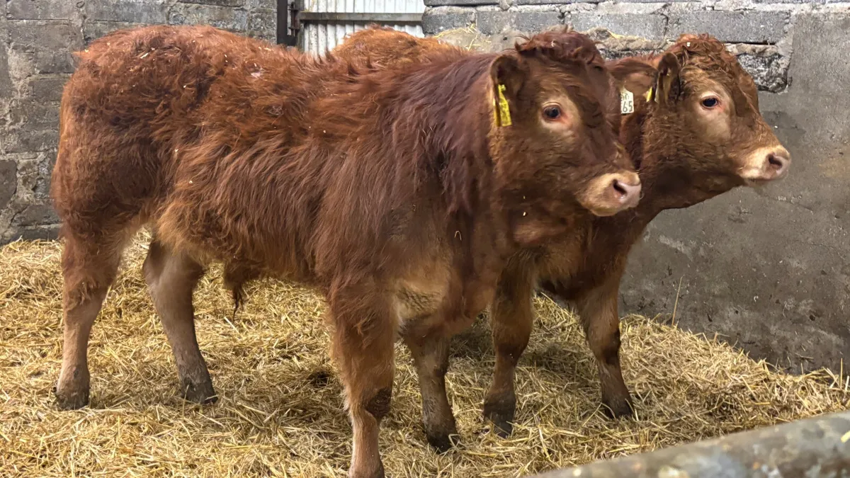 2 Super Red Limousin Bull Wealings - Image 1