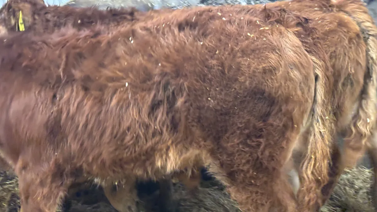 2 Super Red Limousin Bull Wealings - Image 2