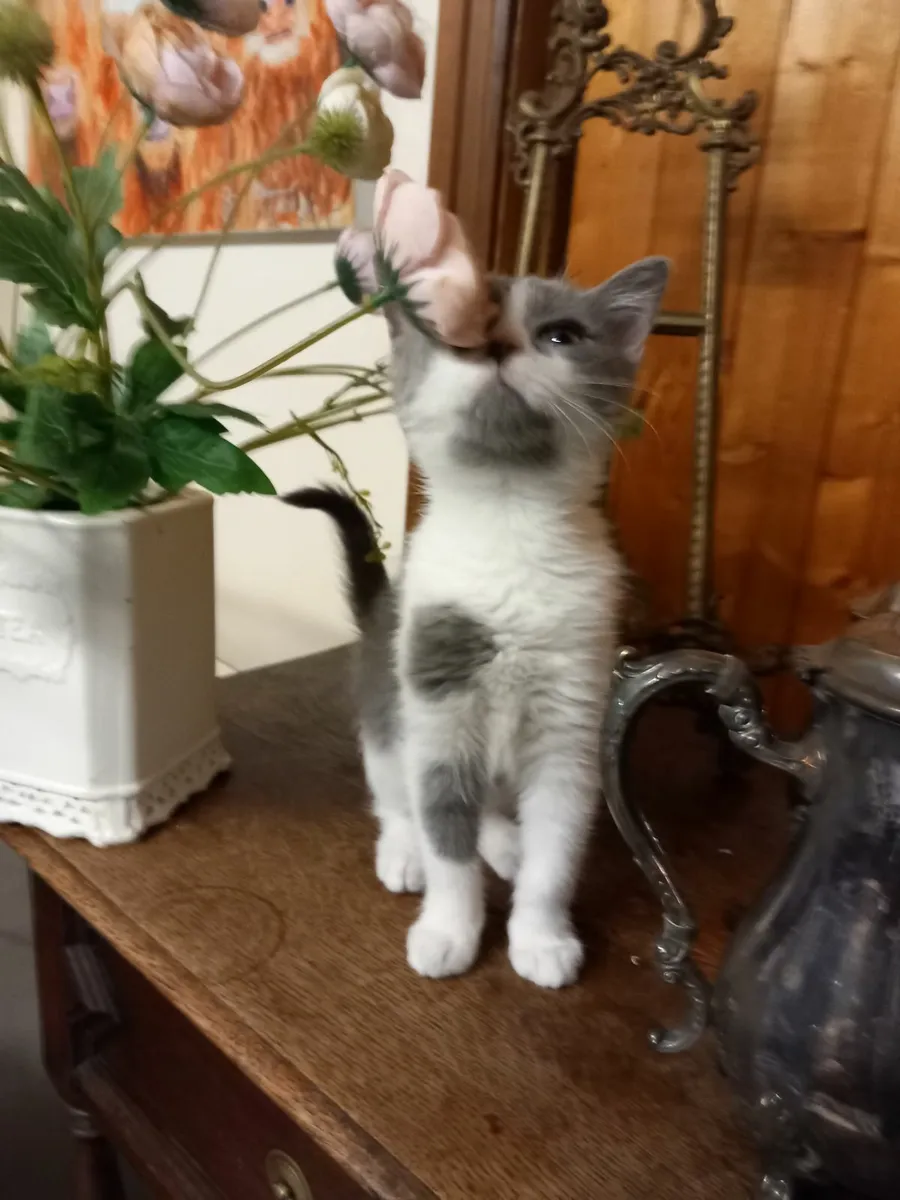 PERSIAN X BRITISH LONG HAIR  MALE - Image 2