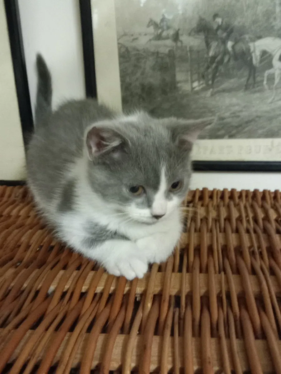 PERSIAN X BRITISH LONG HAIR  MALE - Image 3