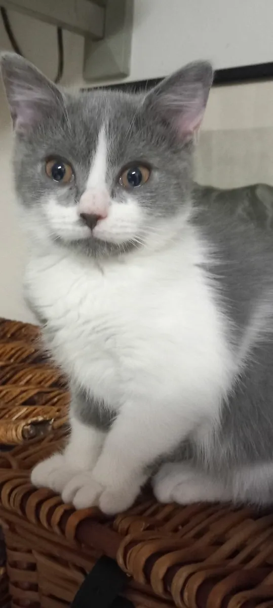 PERSIAN X BRITISH LONG HAIR  MALE - Image 1