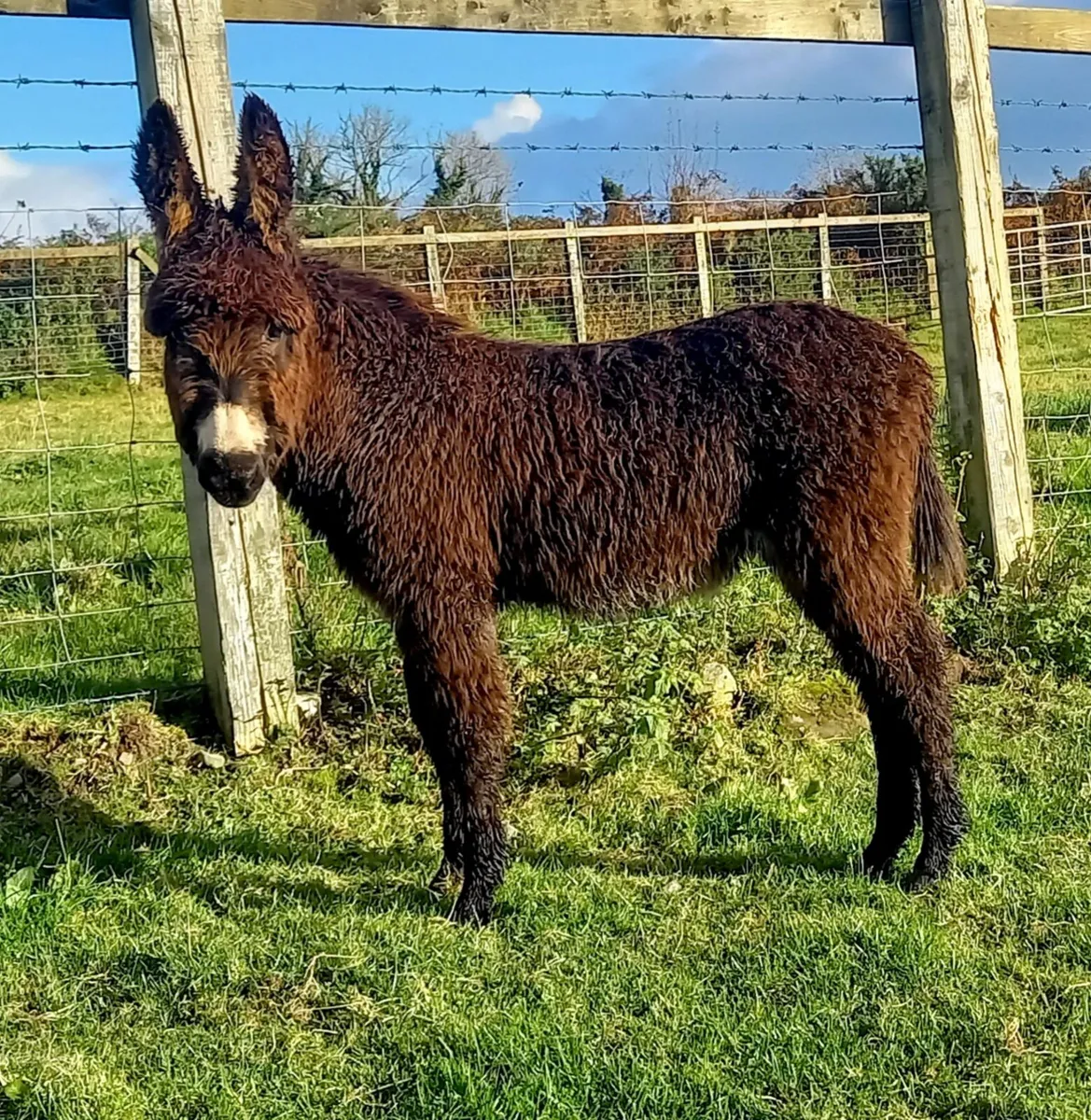 DONKEY MALE   FOAL