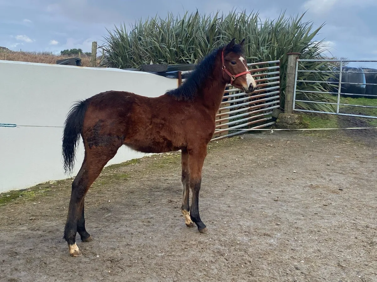 Colt foal by Sligo Candy Boy - Image 1