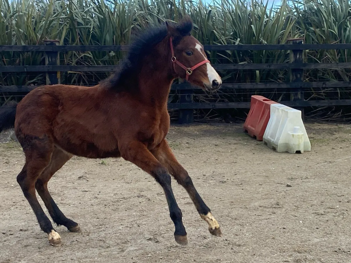 Colt foal by Sligo Candy Boy - Image 2
