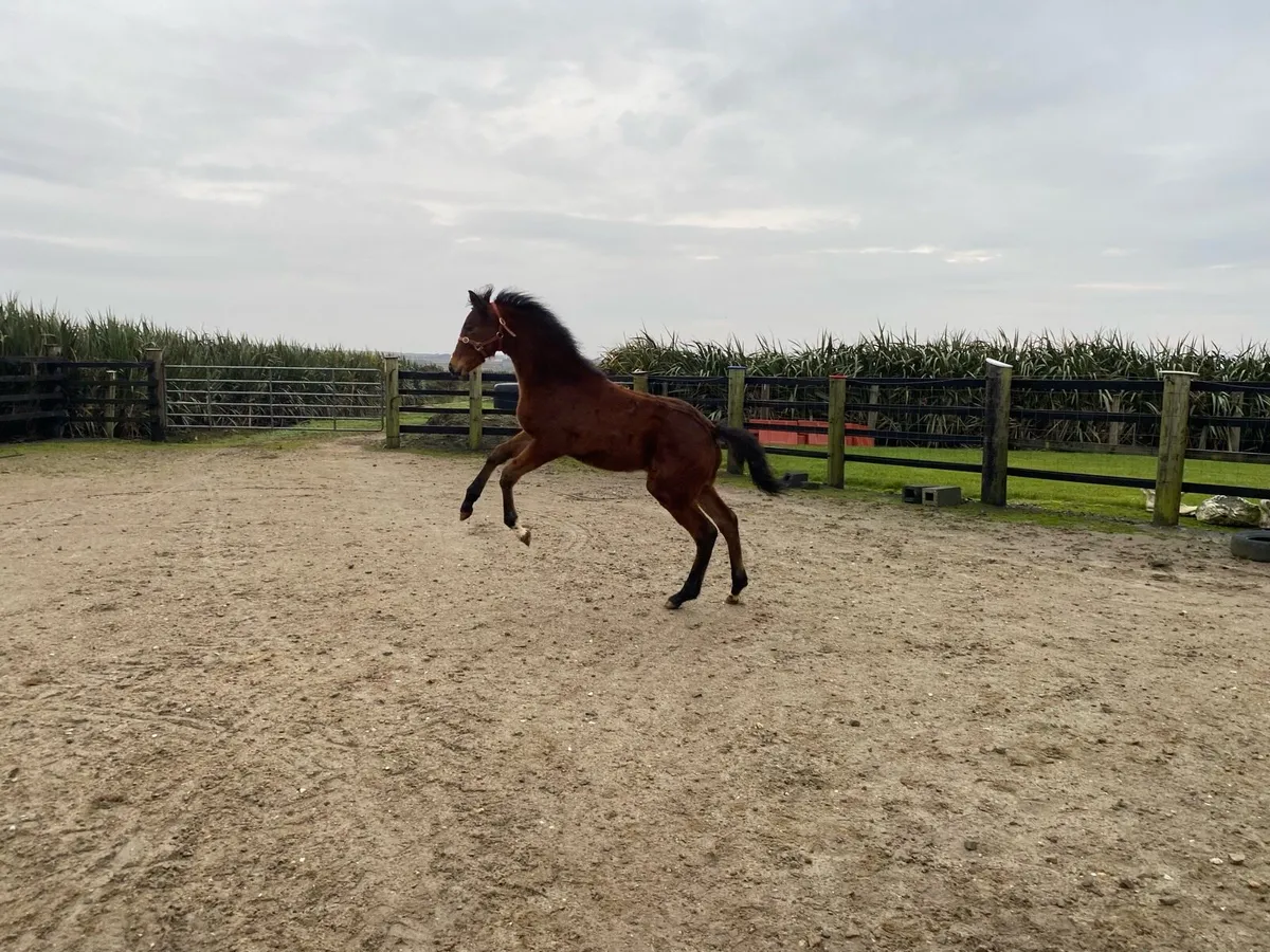 Colt foal by Sligo Candy Boy - Image 3