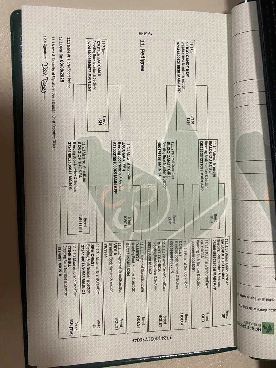 Colt foal by Sligo Candy Boy - Image 4