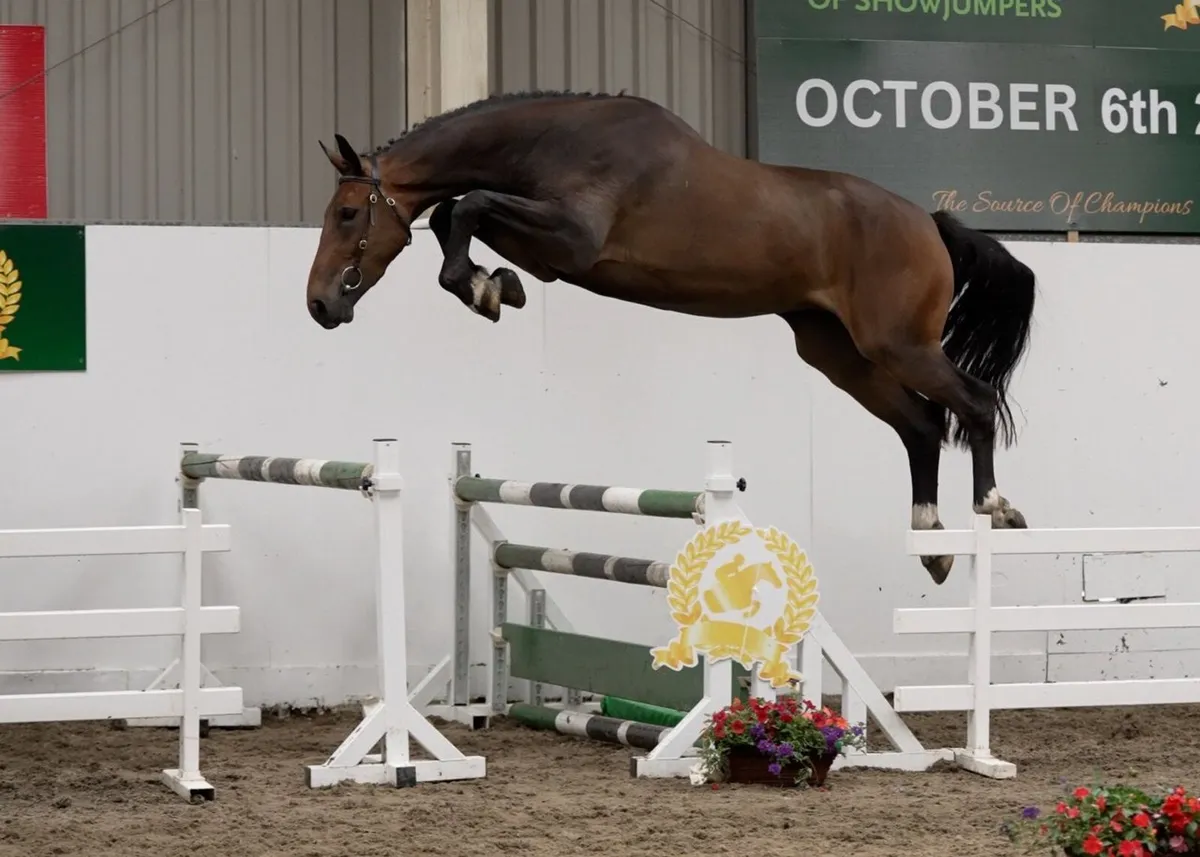 ✨ 4yr gelding showjumping prospect ✨ - Image 1