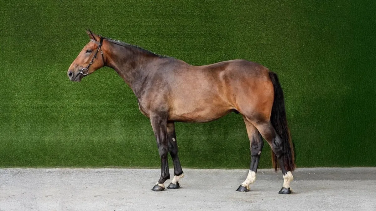 ✨ 4yr gelding showjumping prospect ✨ - Image 2