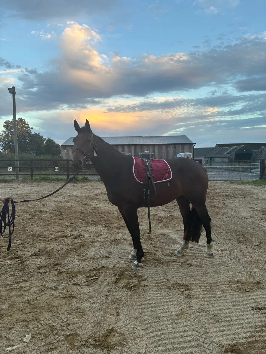 ✨ 4yr gelding showjumping prospect ✨ - Image 4