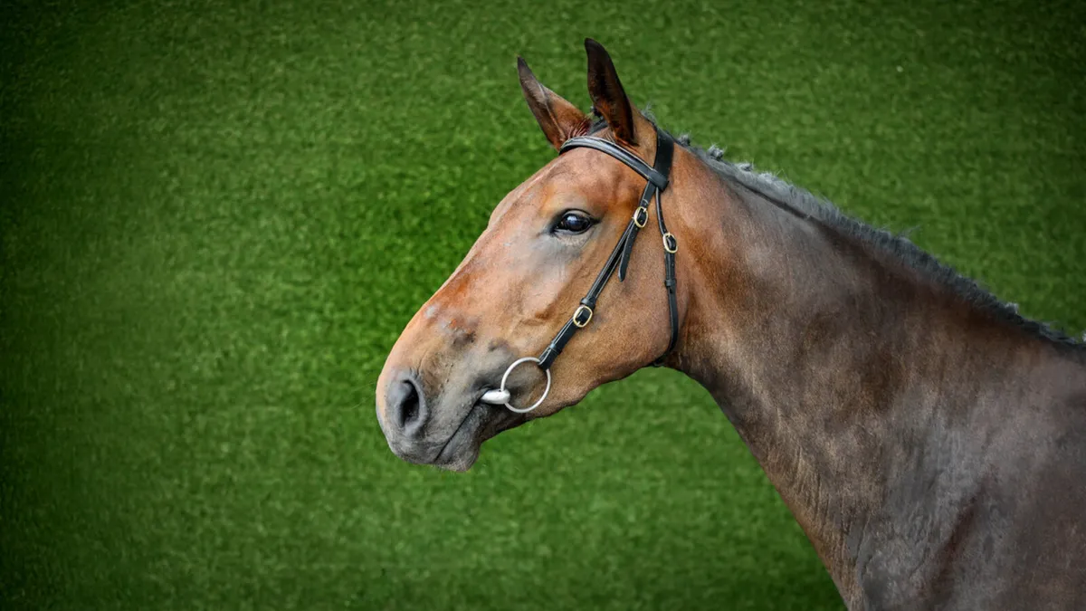 ✨ 4yr gelding showjumping prospect ✨ - Image 3