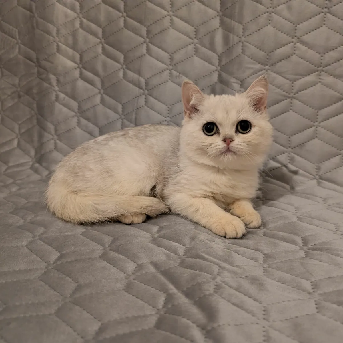 British Kitten - Image 1