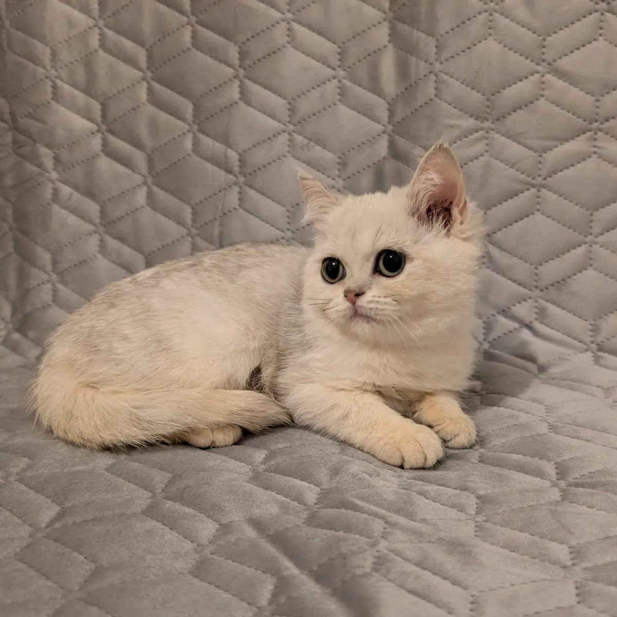 British Kitten - Image 2