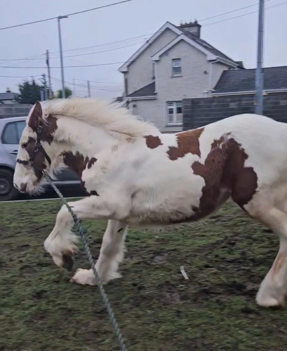 Horse    Genuine Half Breed colt - Image 1
