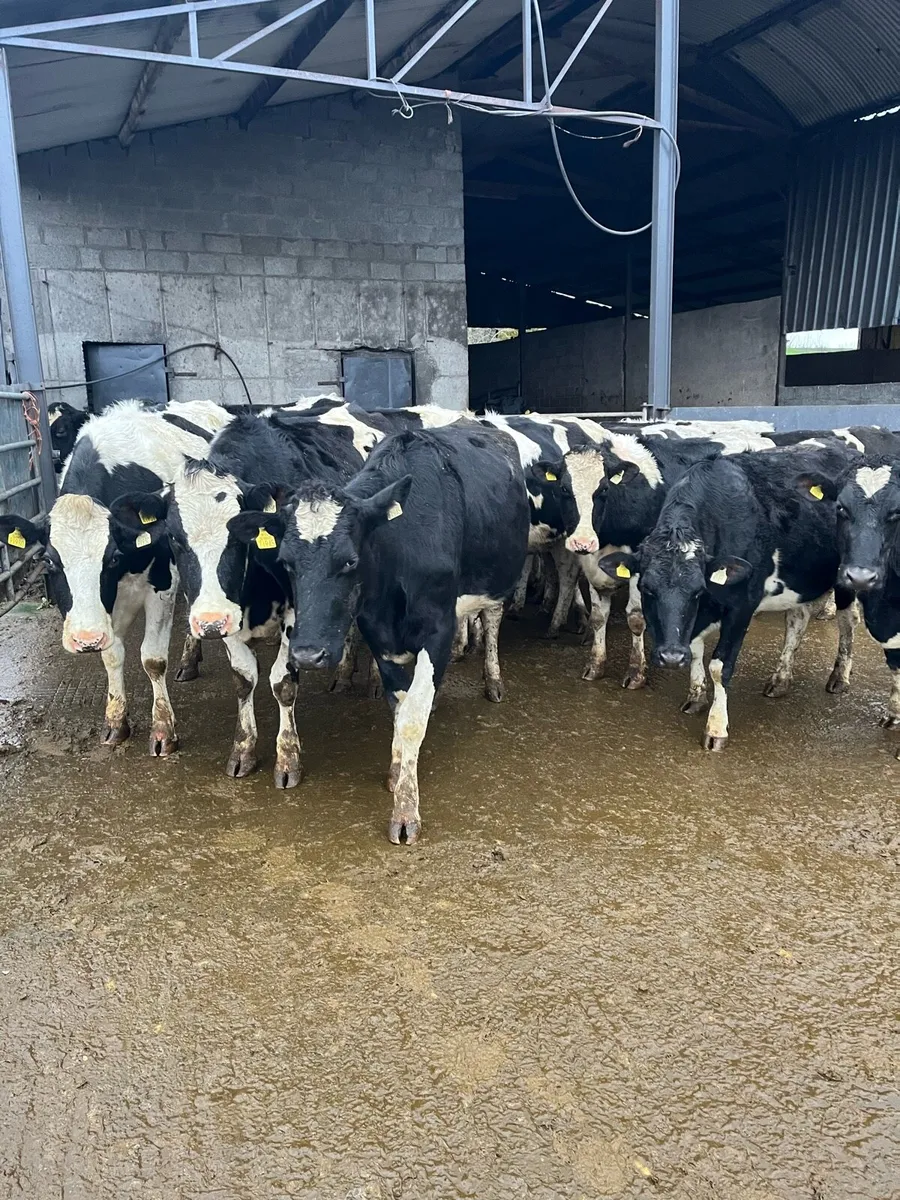 fr in calf heifers - Image 1