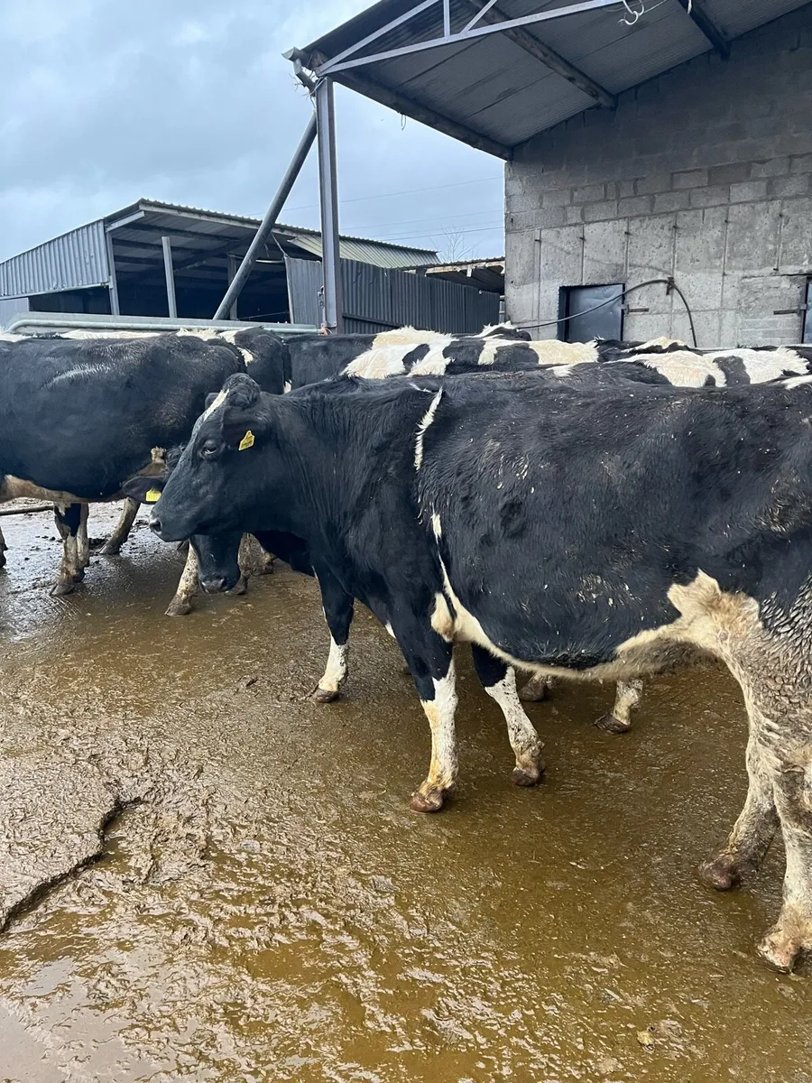 fr in calf heifers - Image 2