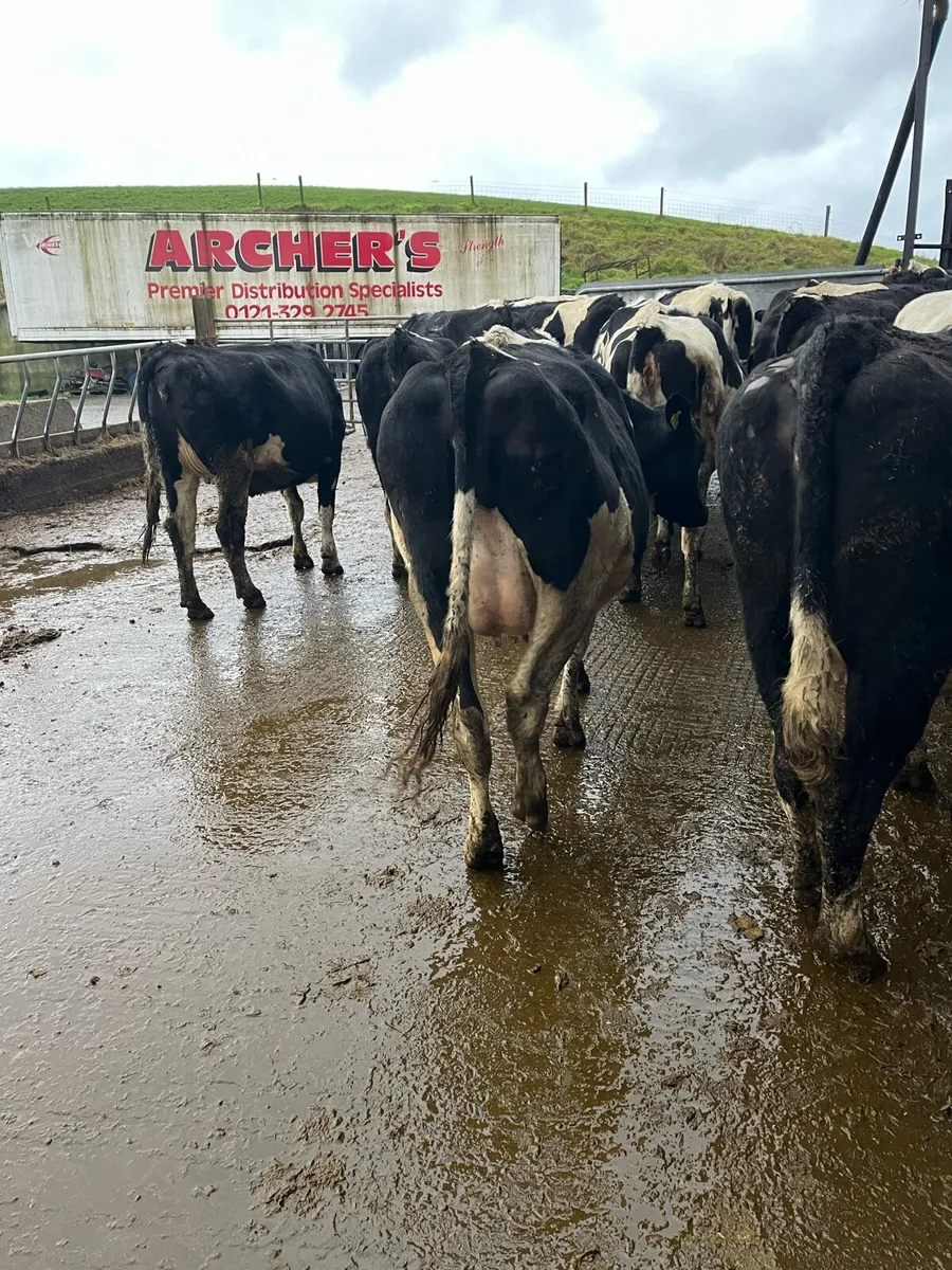 fr in calf heifers - Image 3