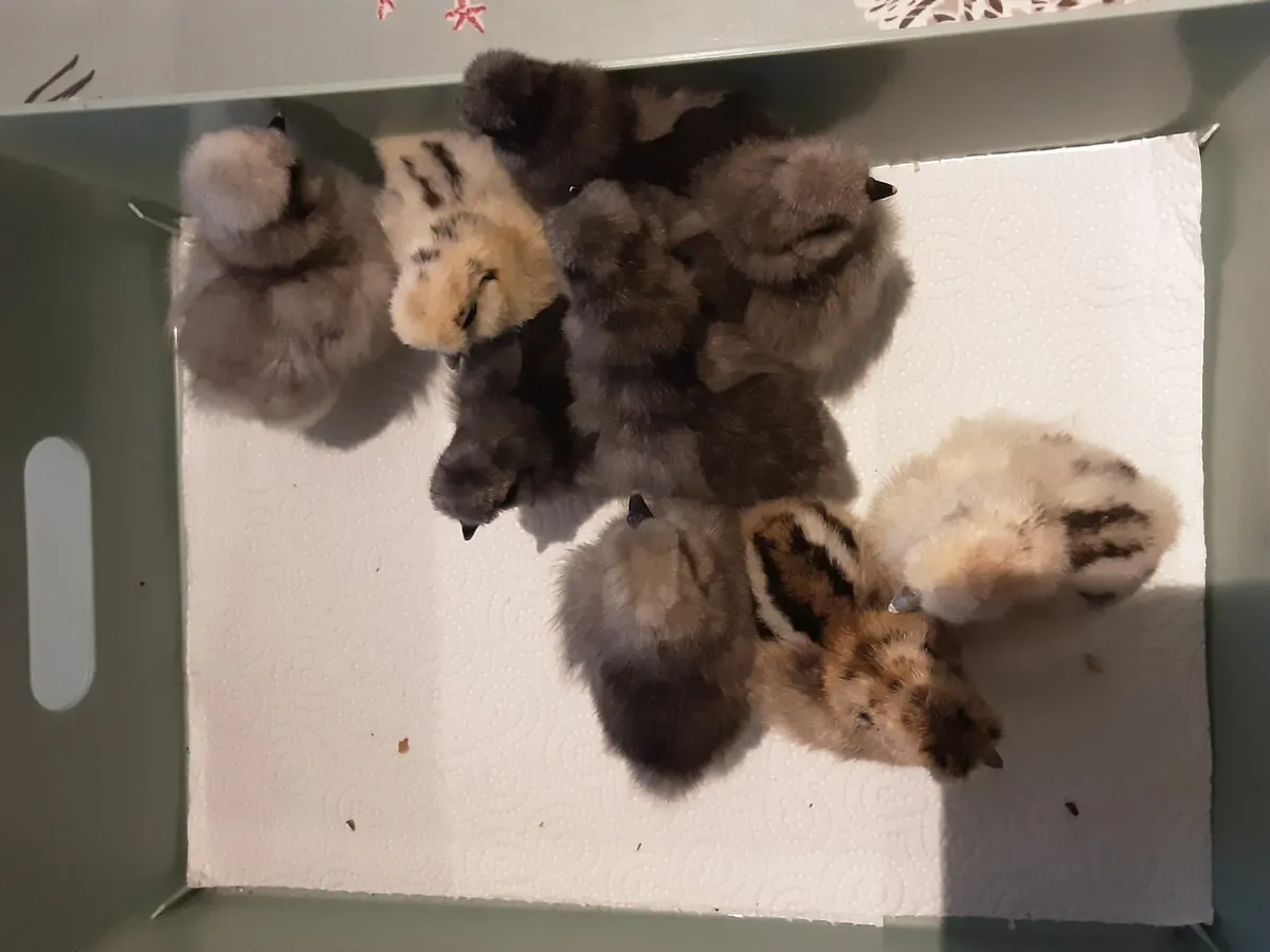 Pure breed Silkie chicks - Image 1