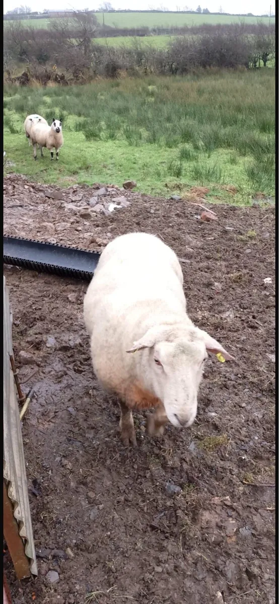 2yr old ram - Image 1