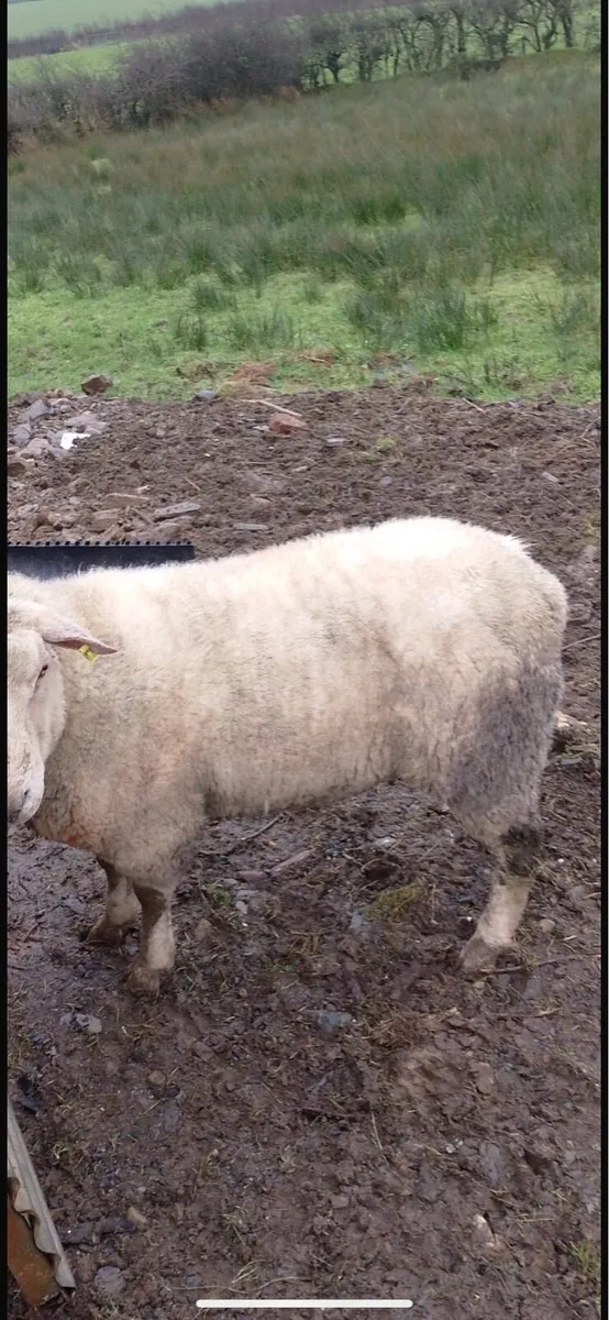 2yr old ram - Image 2