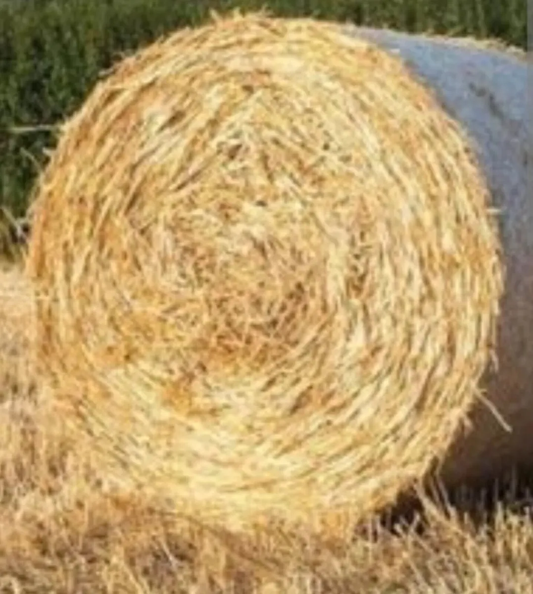 Barley straw