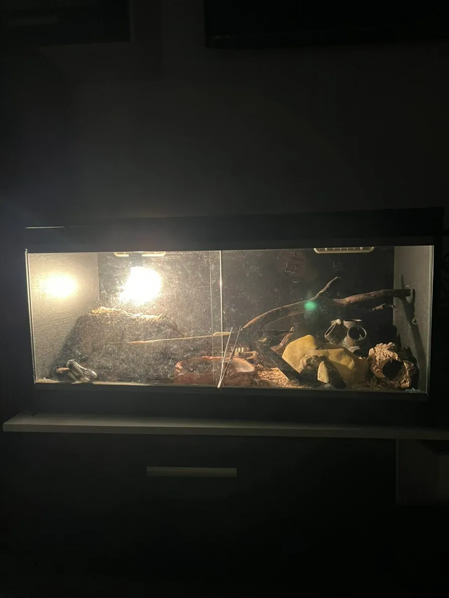 California kingsnake with or without equipment - Image 1