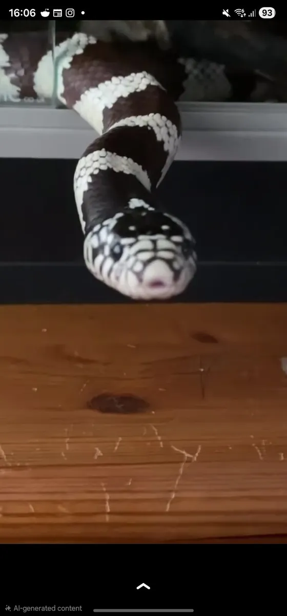 California kingsnake with equipment - Image 2