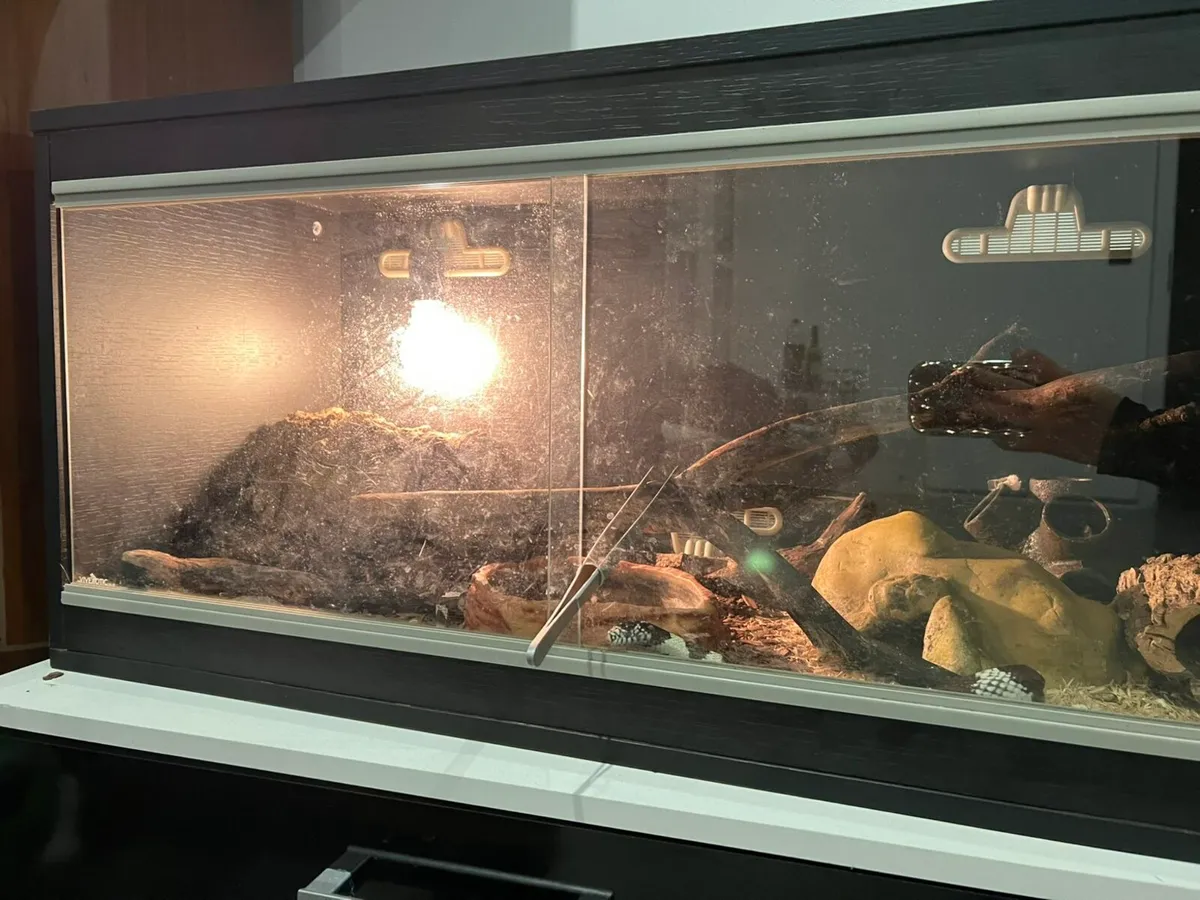 California kingsnake with or without equipment - Image 2