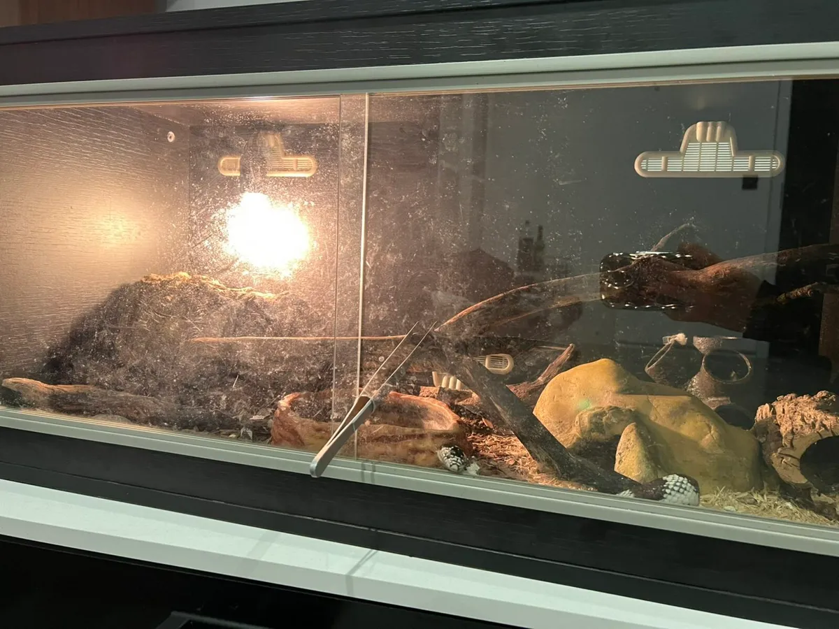 California kingsnake with or without equipment - Image 3