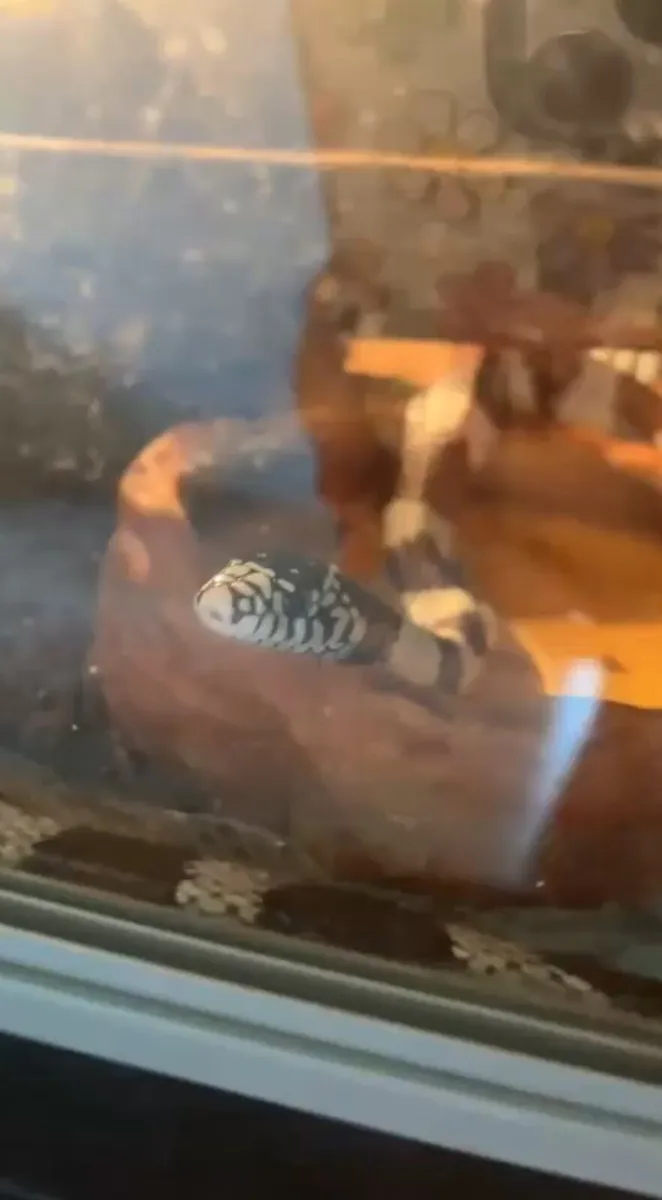 California kingsnake with or without equipment - Image 4