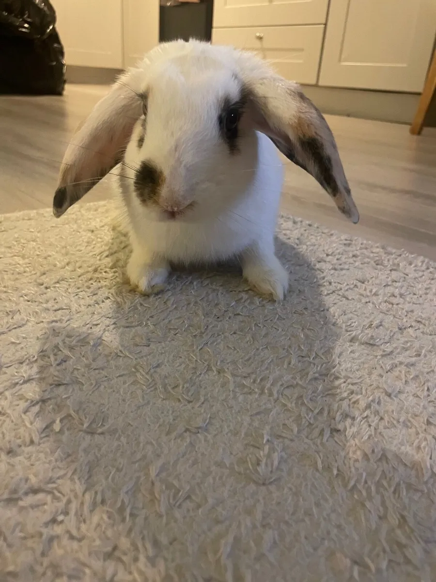 Rabbit and cage - Image 1