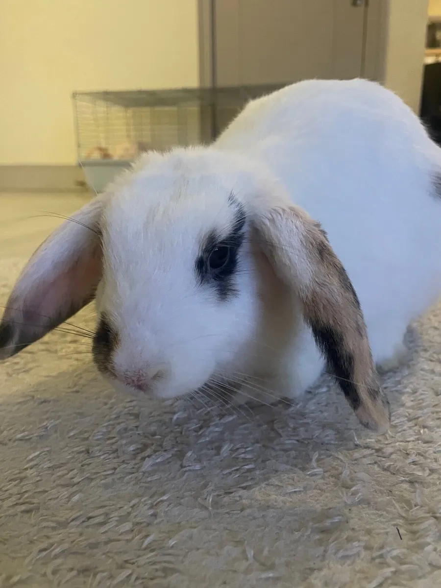 Rabbit and cage - Image 2