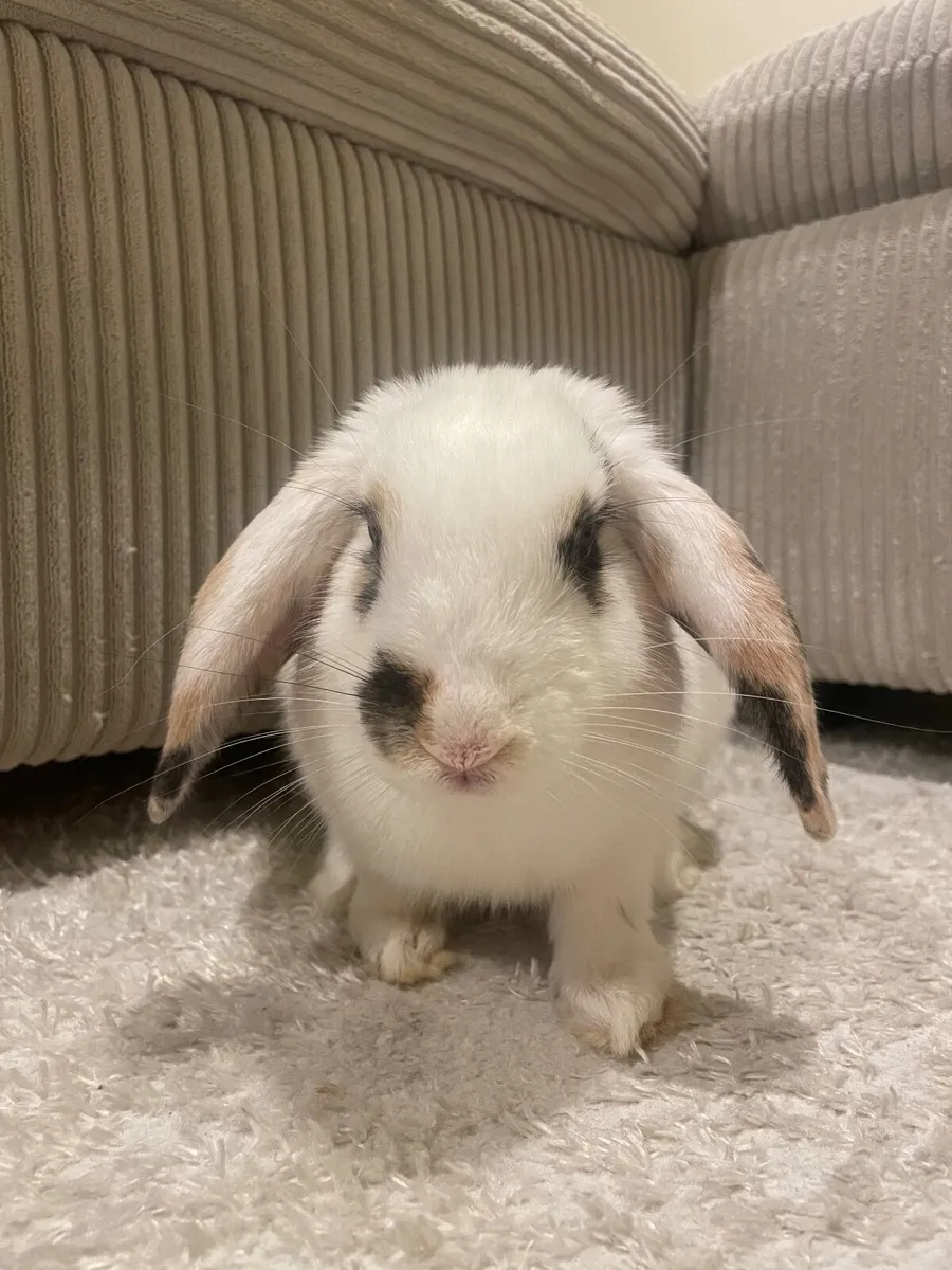 Rabbit and cage - Image 3