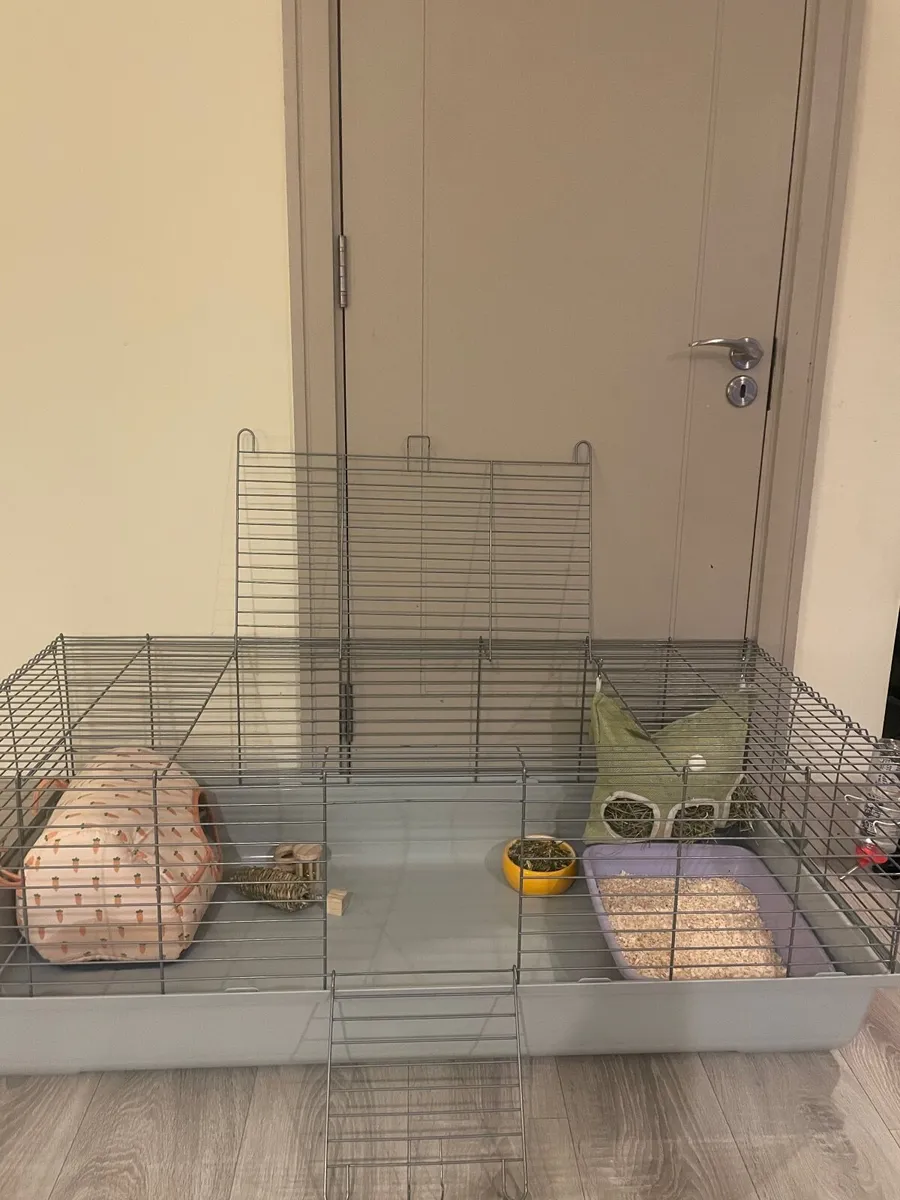 Rabbit and cage - Image 4