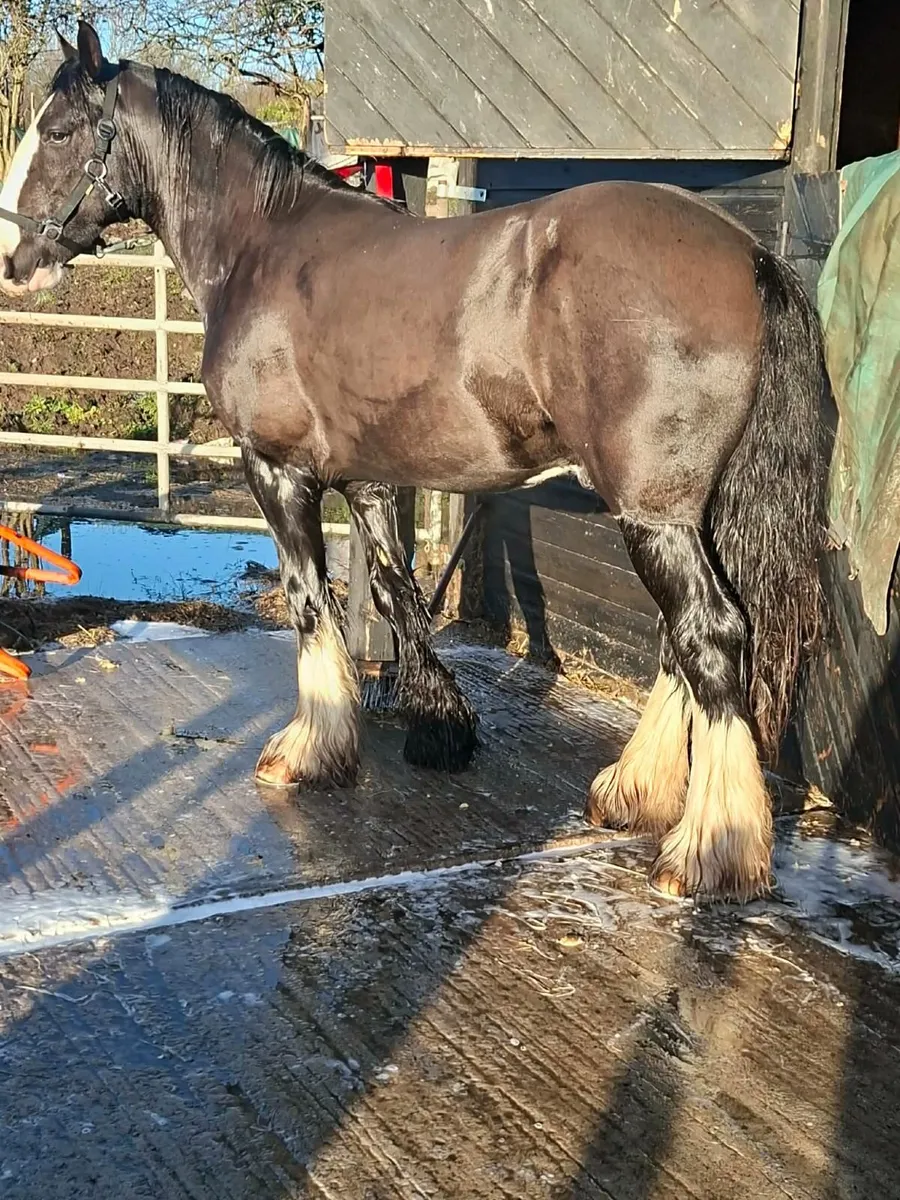 Horse cob pony xc hunt - Image 2